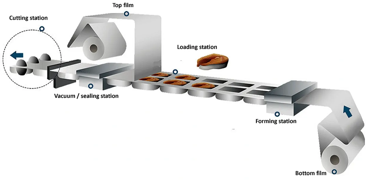 Thermoforming Packing Machines Working Process